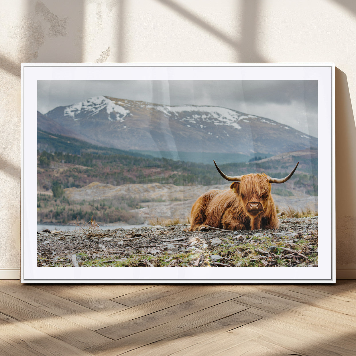 80252-MGC-FP-36x24_White-Highland Cow Horn Farm Wall Art Canvas Print