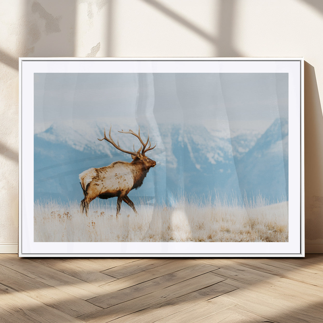 Majestic elk with antlers walking on golden grass, snowy mountains behind, perfect for rustic lodge or Scandinavian decor.