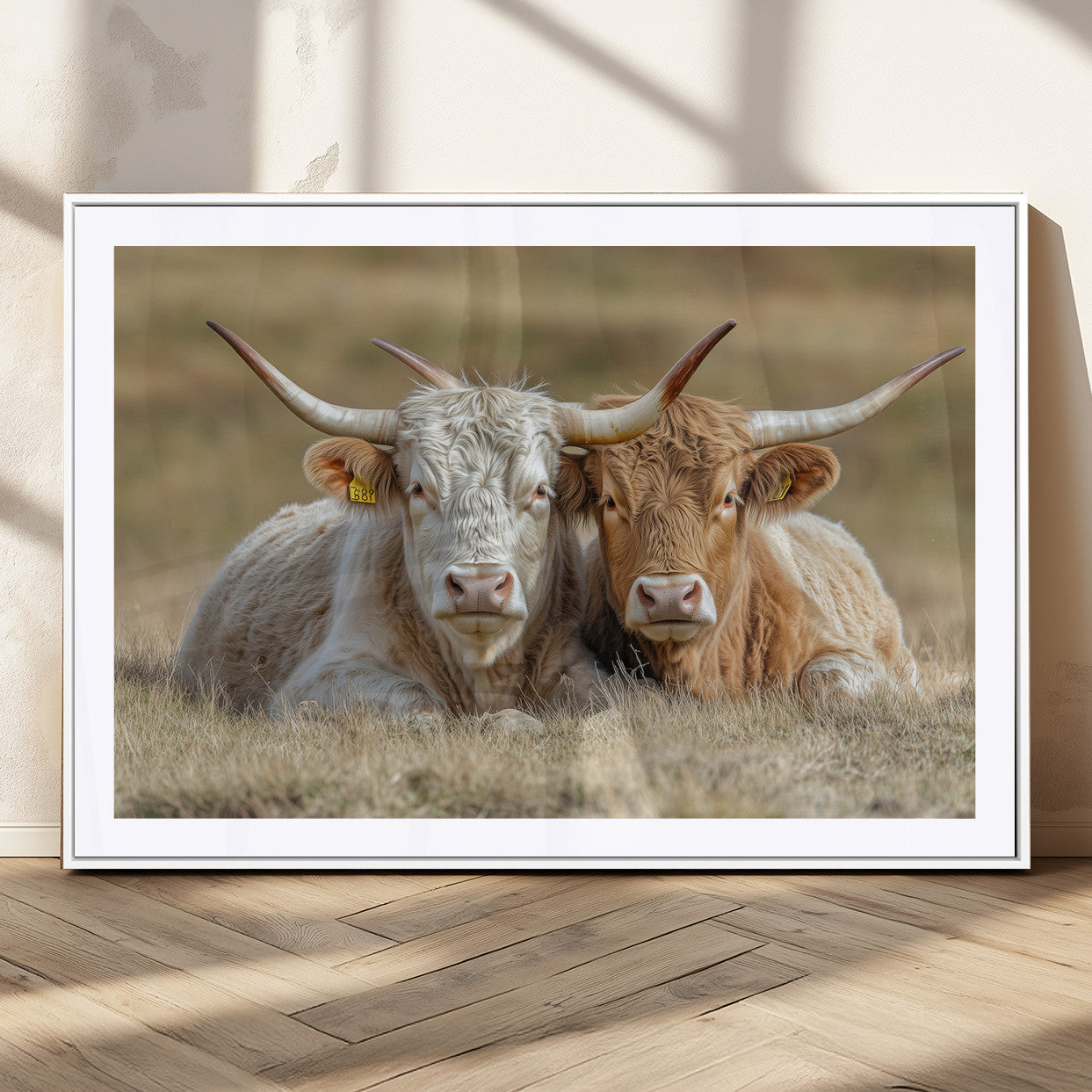 Two cows laying closely in a dry grassy field, captured in soft light, perfect for rustic farmhouse or western style home decor.
