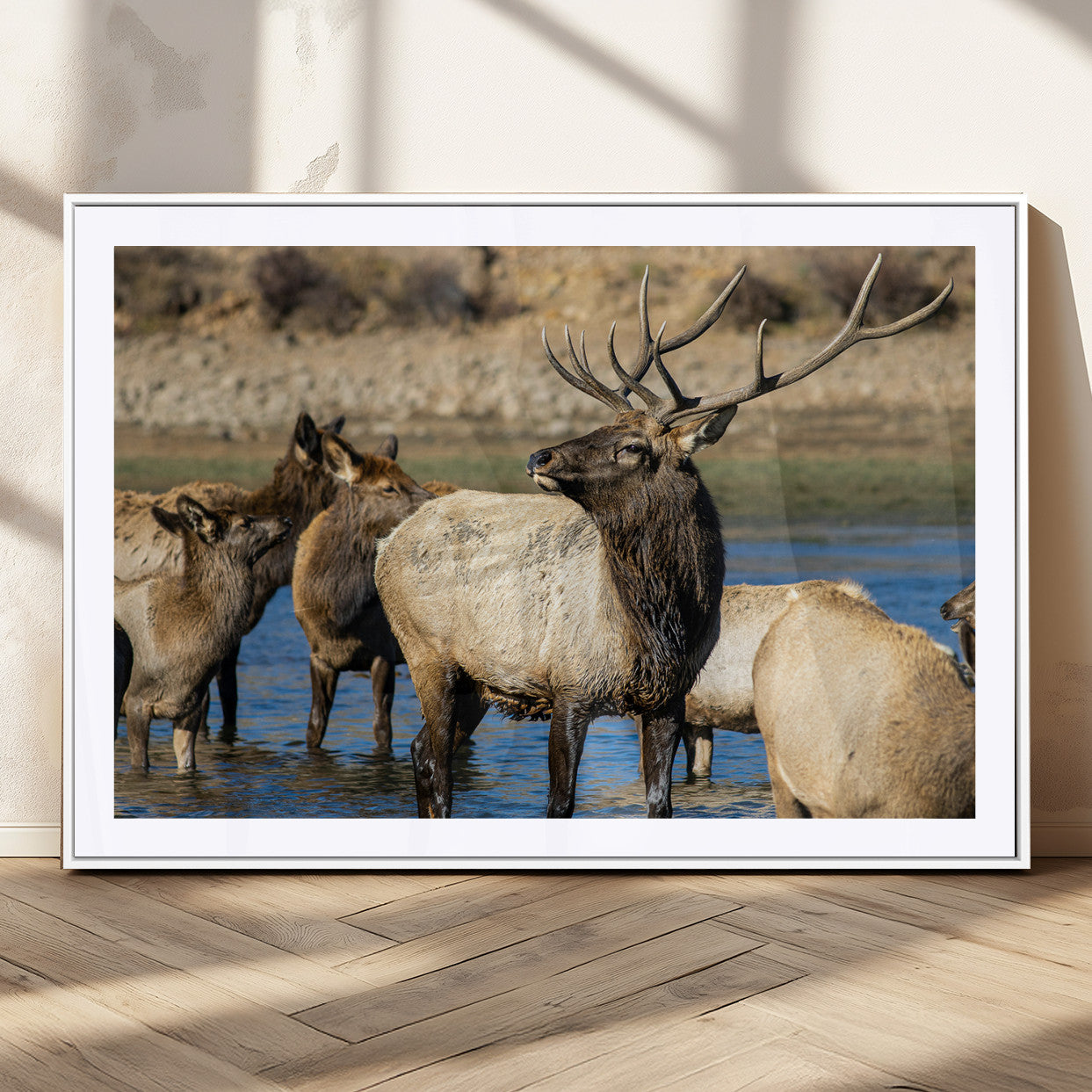 Group of elk standing in shallow water with dry rocky terrain in the background, showcasing wildlife in a natural setting for rustic decor.