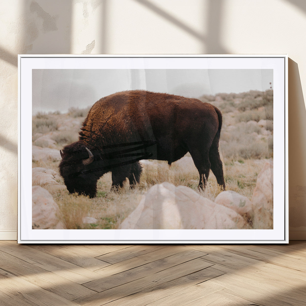 A solitary bison grazing in a rugged prairie with earthy tones and scattered rocks, capturing the essence of the American West for rustic decor.