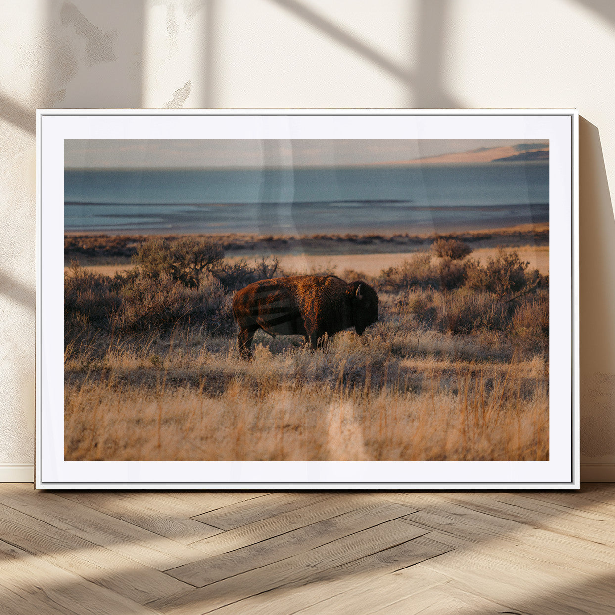 A lone bison grazing in golden prairie grass at sunset, with warm earthy tones and a distant lake view, perfect for rustic and western decor.