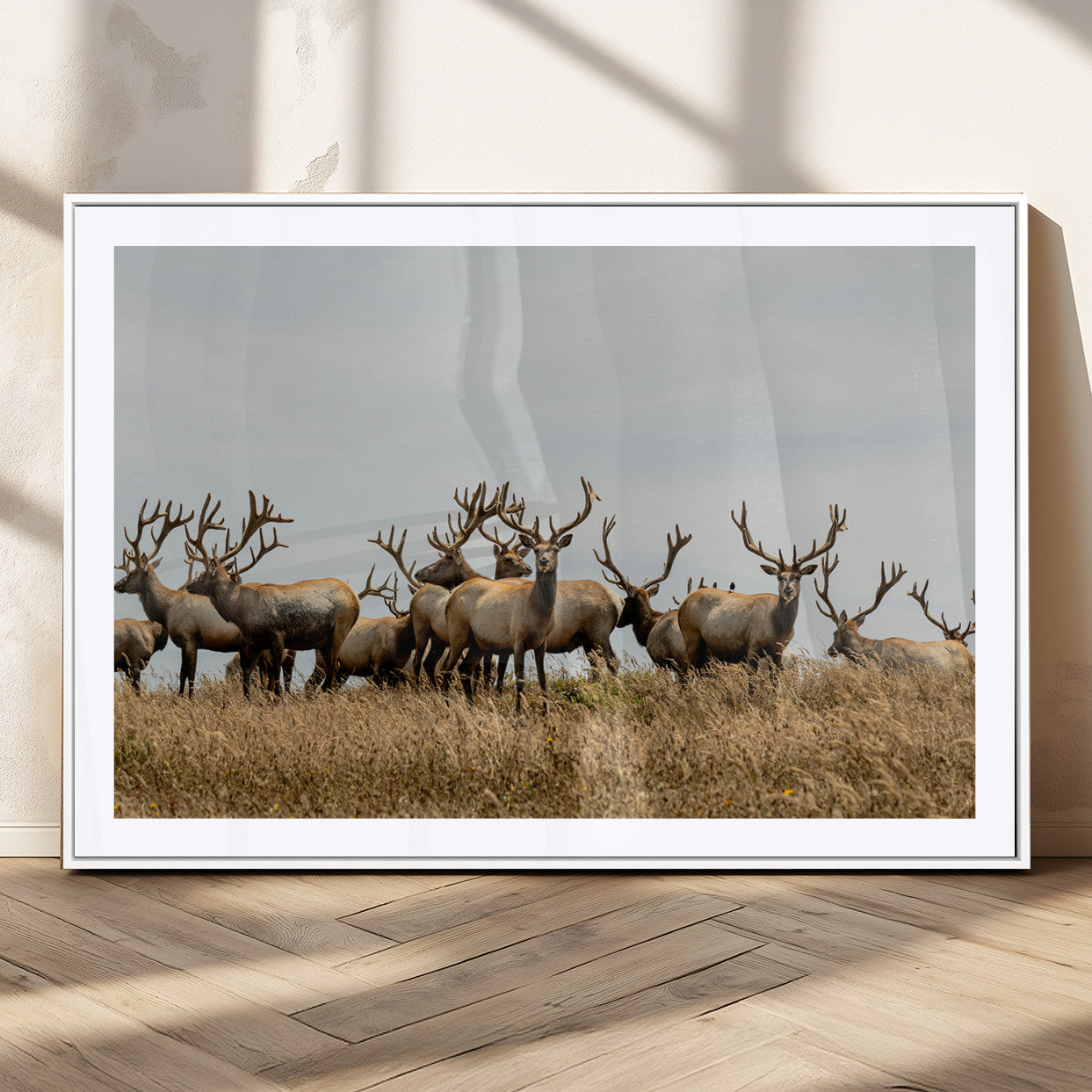 MGC-FP-36x24 - Elk Herd Wall Art Canvas Print, Framed Wildlife Photography Art Picture Print, Majestic Antlers Perfect Rustic Wildlife Decor Artwork