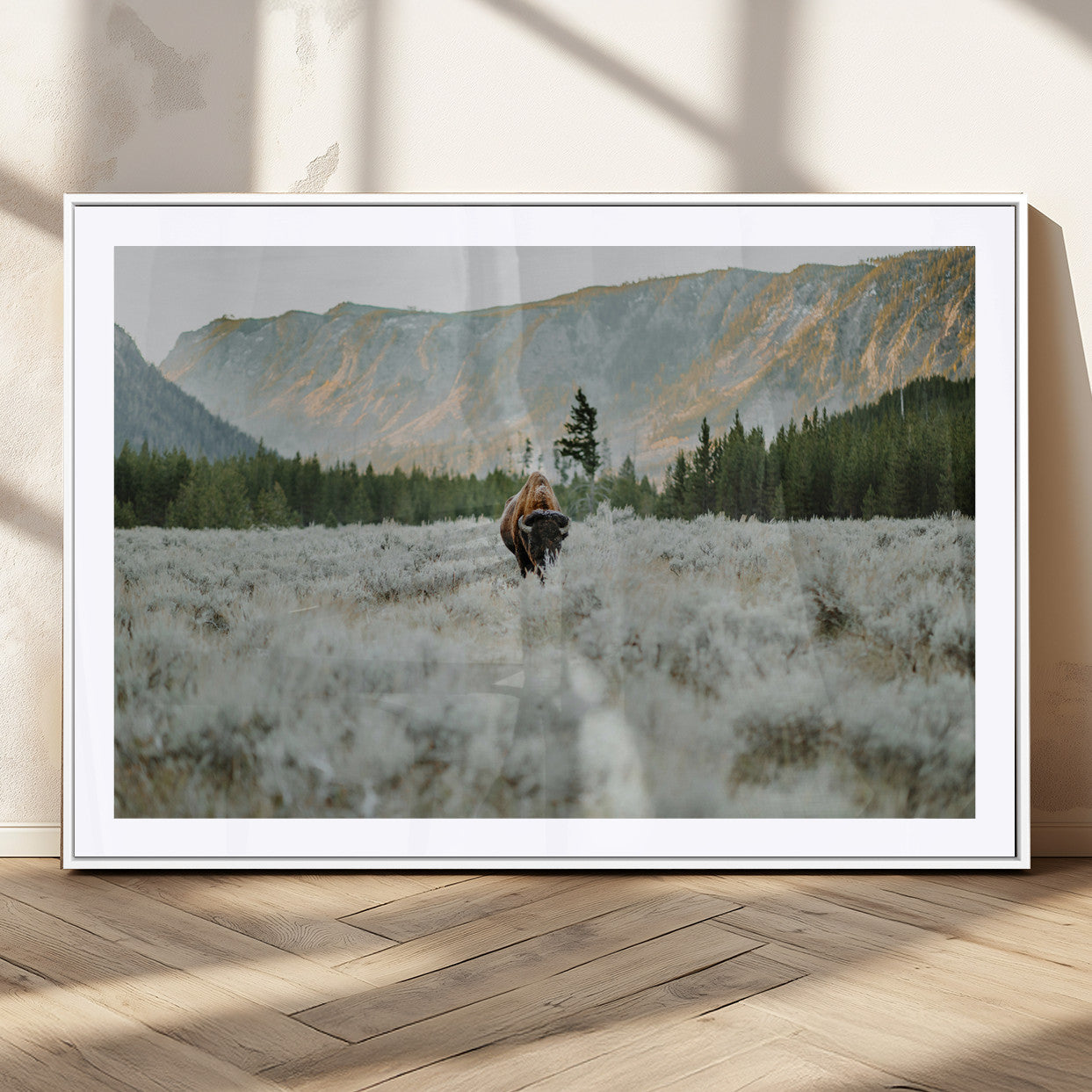 Lone bison standing in a frosted sagebrush field with a pine forest and rugged mountain range in the background under soft morning light – Wall Art Canvas Print.