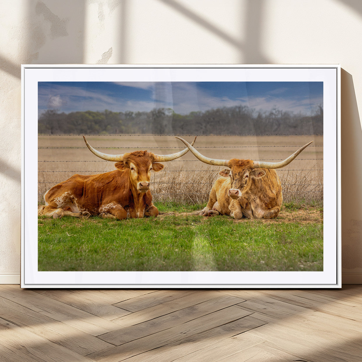 Two longhorn cattle resting on green grass in a rural field with a barbed wire fence and blurred trees in the background.