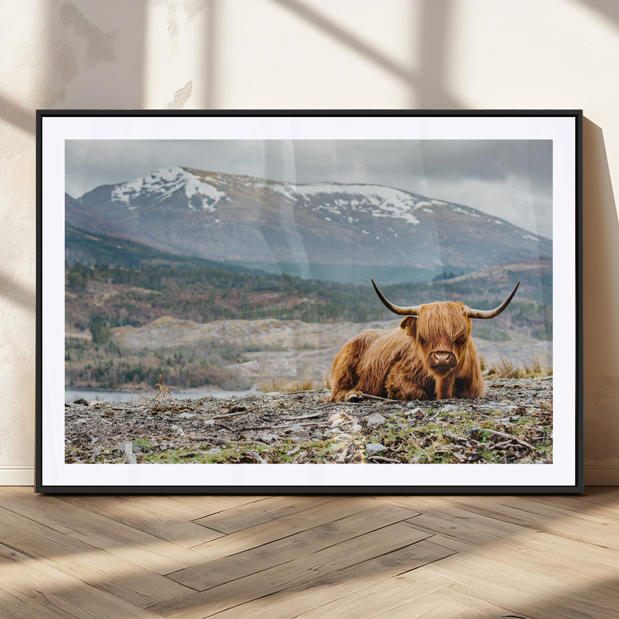 80252-MGC-FP-36x24_Black-Highland Cow Horn Farm Wall Art Canvas Print