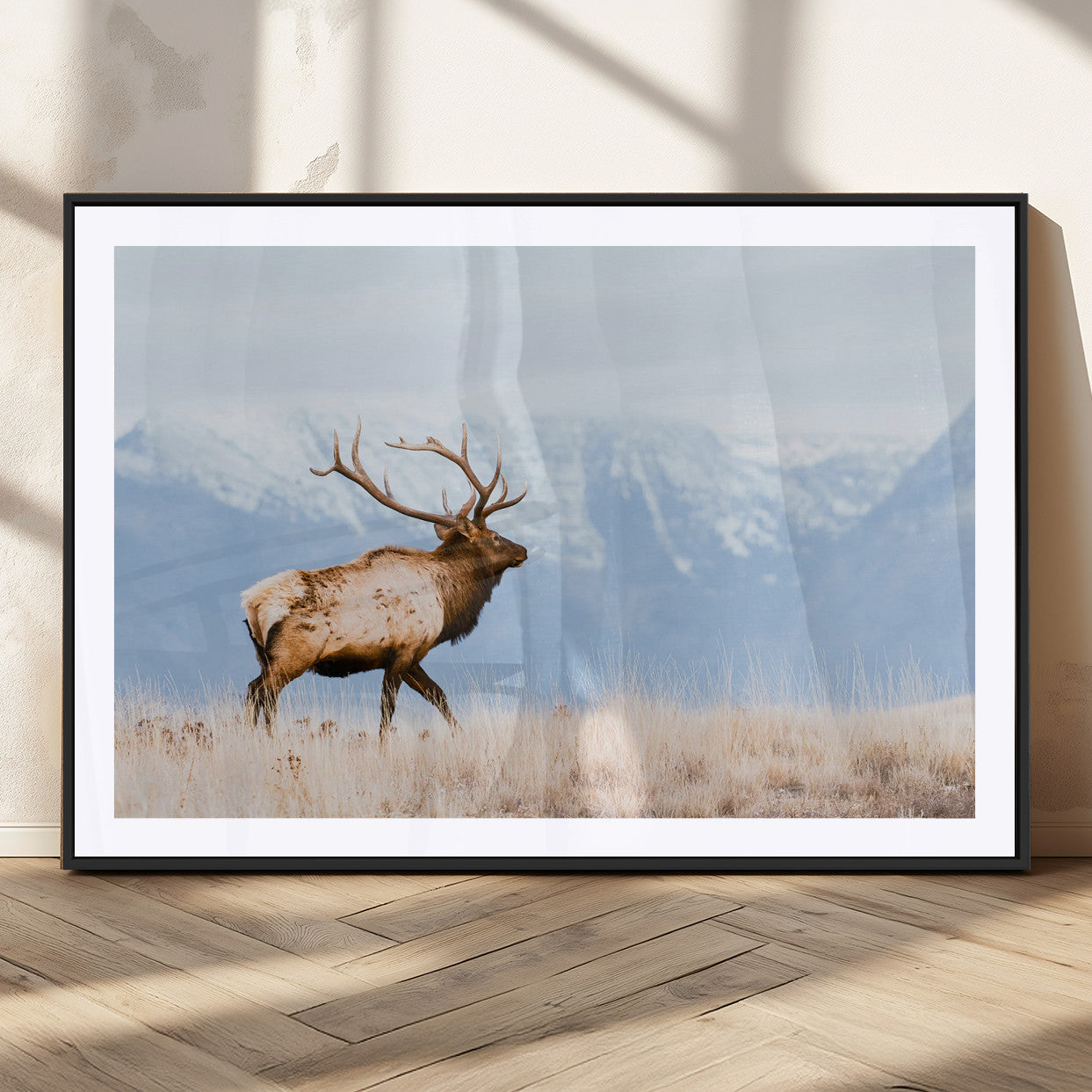 An elk walking on snowy grassland with majestic mountains in the background, ideal for rustic lodge or cabin wall decor.