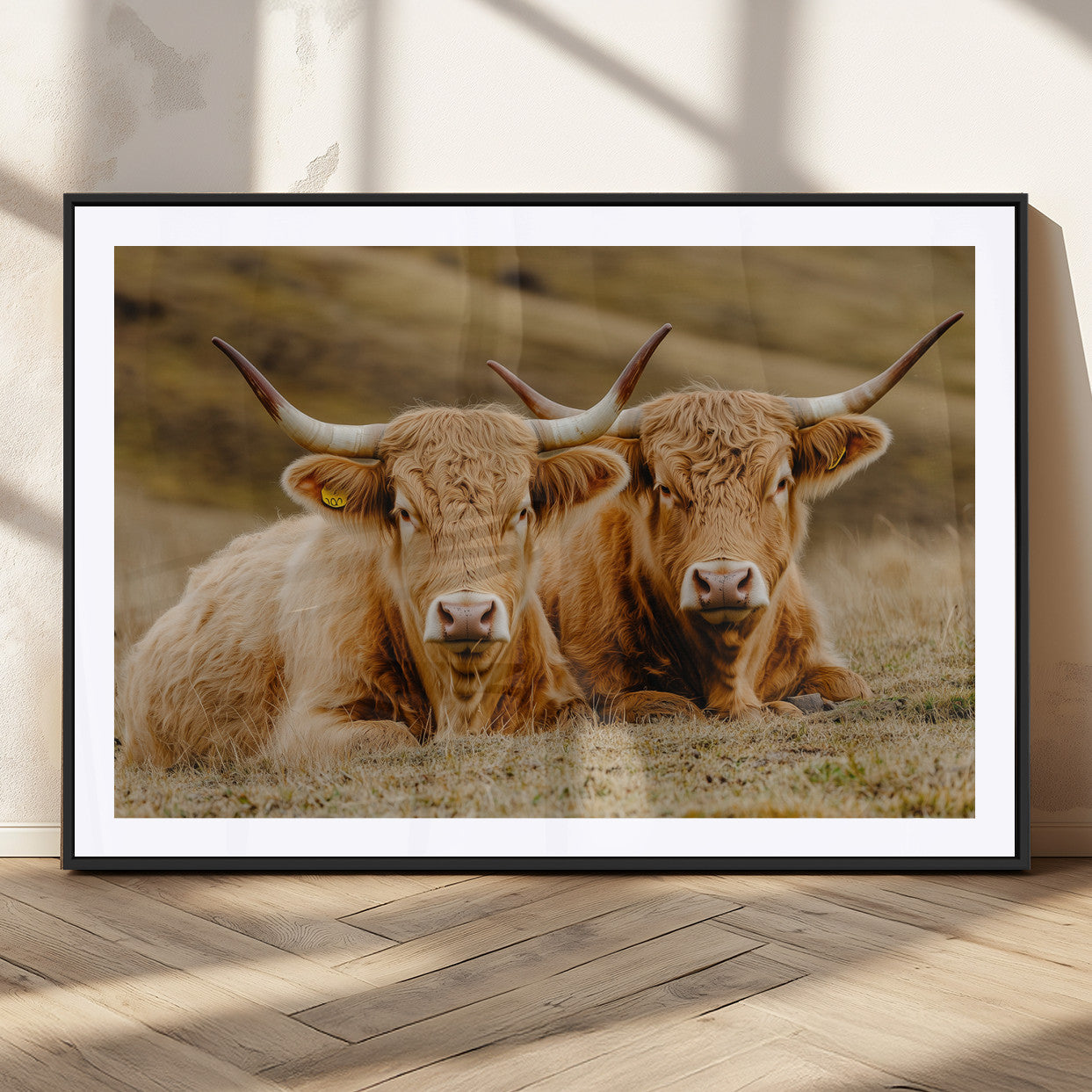 Two Highland cows resting on a golden field with soft focus hills, ideal for rustic farmhouse or cozy cabin style decor.