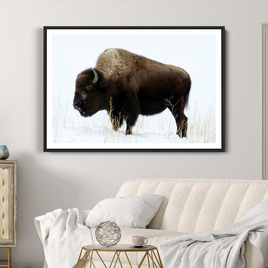 Bison Photography Wall Art Canvas Print, Framed Western Wildlife Art Picture Print, Buffalo On Snow Perfect Western Decor Artwork