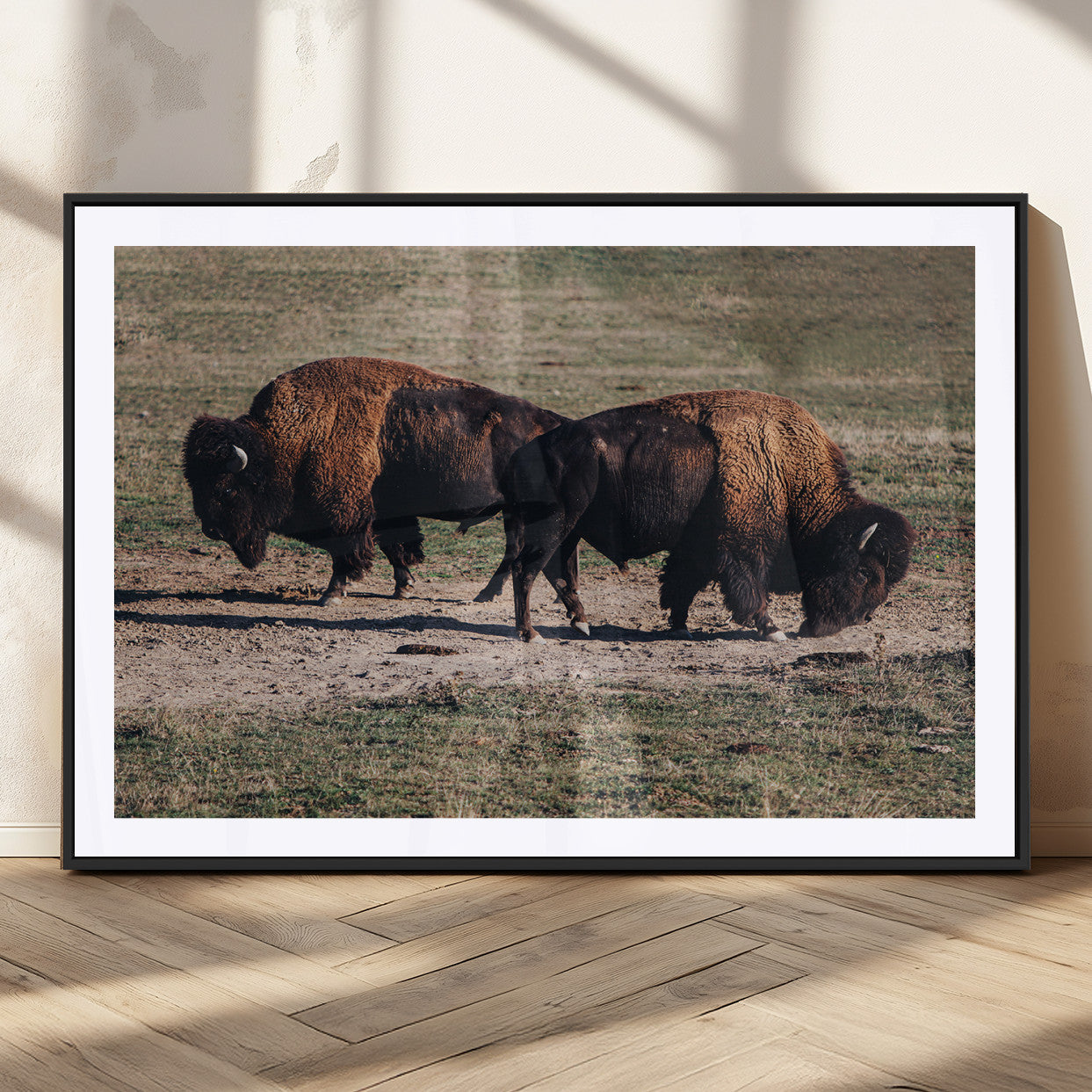 Two bison grazing in an open prairie with dry grass under the sunlight, creating a rustic and Western wildlife scene.