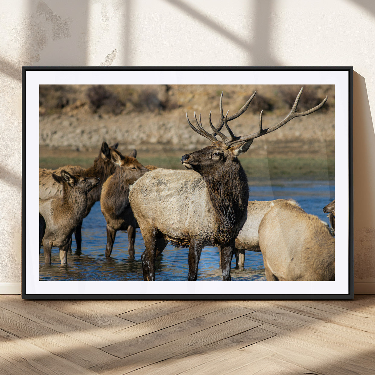 Group of elk standing in shallow water with dry rocky terrain in the background, showcasing wildlife in a natural setting for rustic decor.