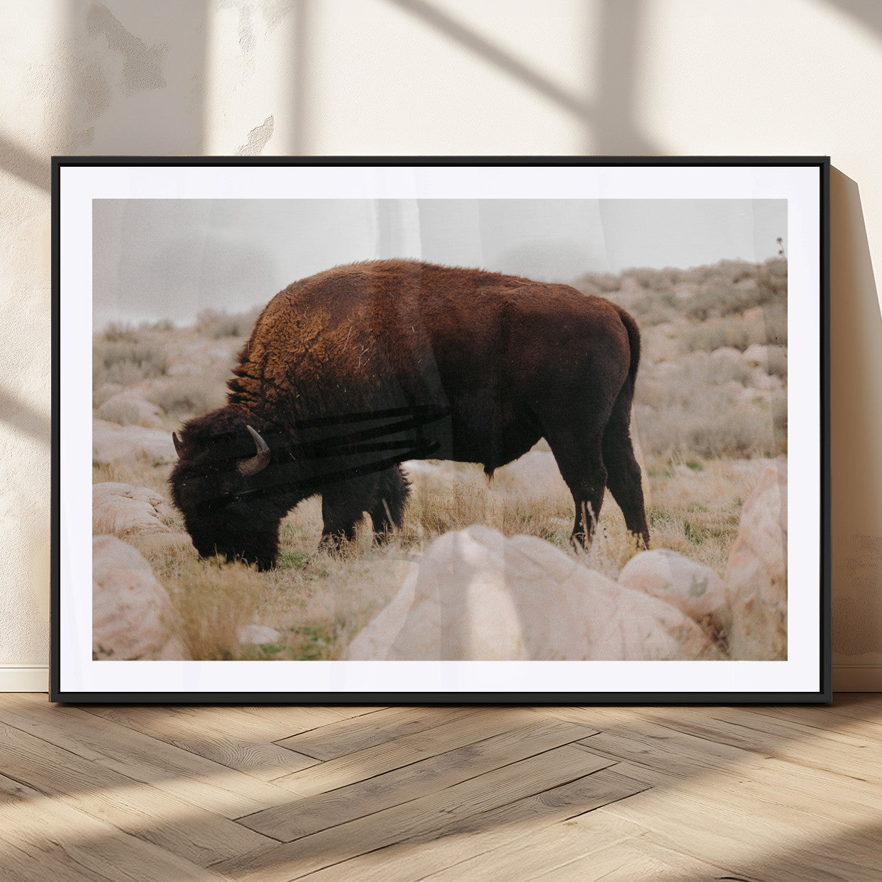 A solitary bison grazing in a rugged prairie with earthy tones and scattered rocks, capturing the essence of the American West for rustic decor.