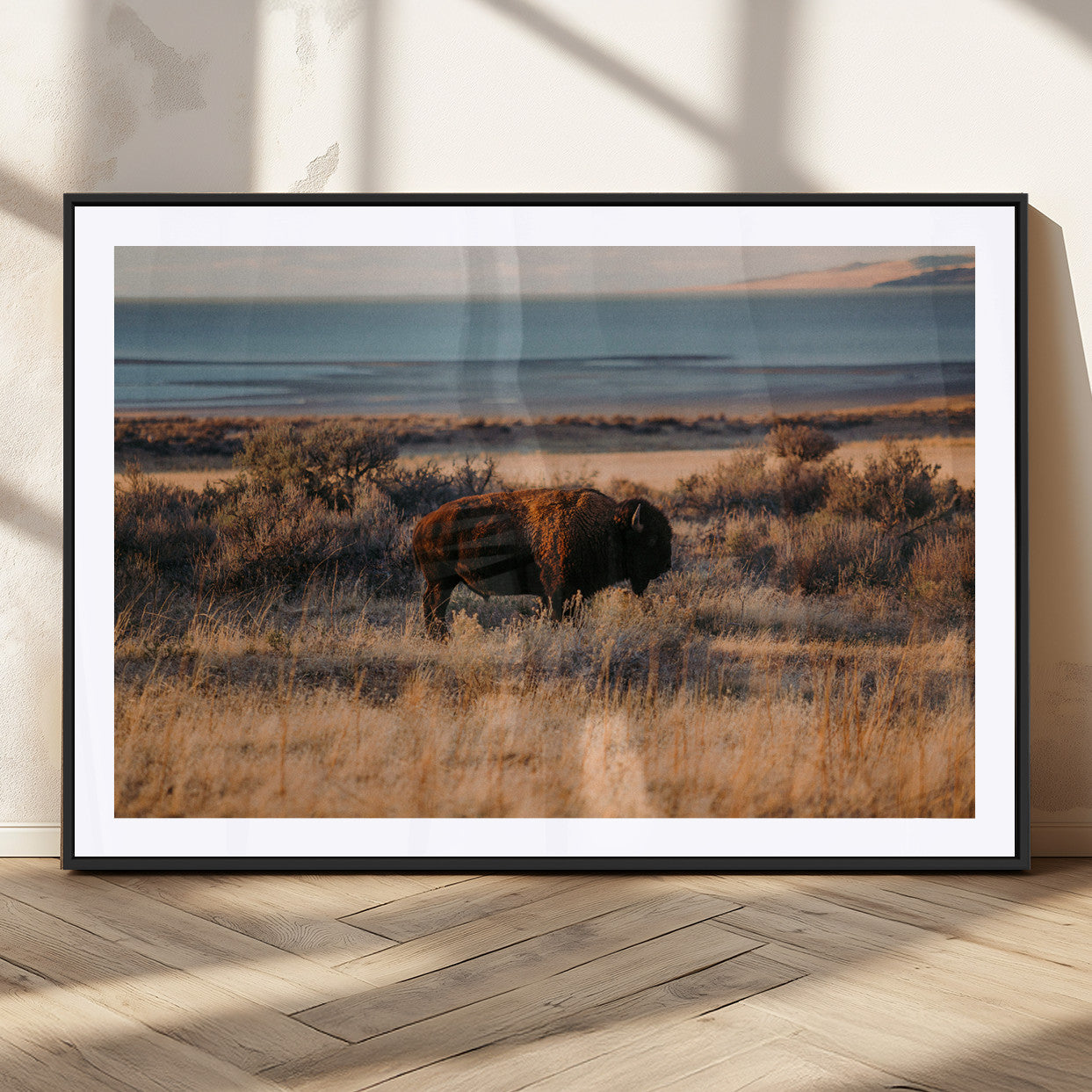 A lone bison grazing in golden prairie grass at sunset, with warm earthy tones and a distant lake view, perfect for rustic and western decor.