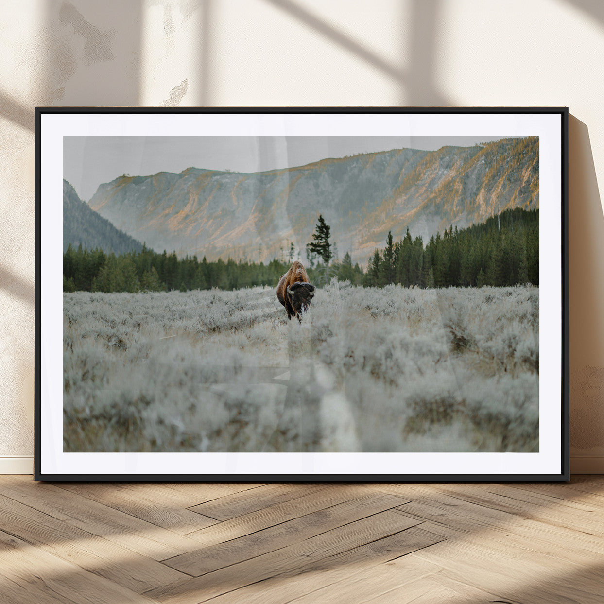 Lone bison standing in a frosted sagebrush field with a pine forest and rugged mountain range in the background under soft morning light – Wall Art Canvas Print.