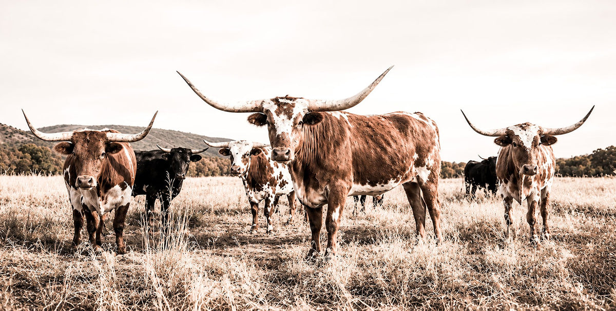 25234808-MGV-CV-48X32-3P - Texas Longhorn Cattle Canvas Wall Art, Western Ranch Home Decor