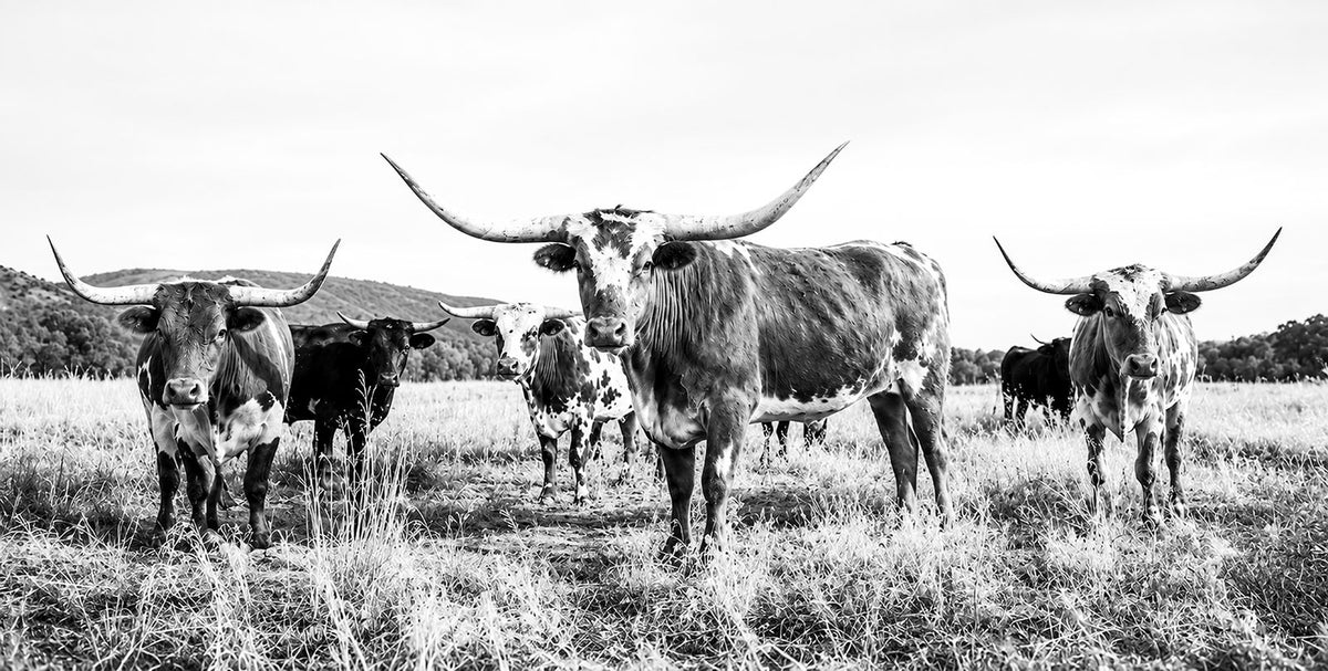 73228277-MGV-CV-48X32-3P - Black and White Longhorn Cattle Canvas Print, Western Ranch Wall Decor