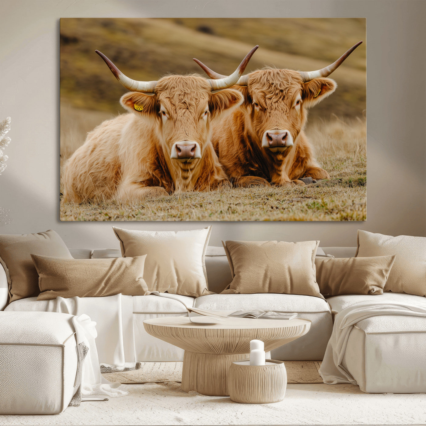 Two Highland cows resting on a golden field with soft focus hills, ideal for rustic farmhouse or cozy cabin style decor.