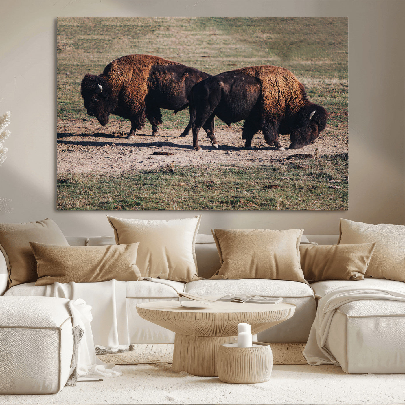Two bison grazing in an open prairie with dry grass under the sunlight, creating a rustic and Western wildlife scene.