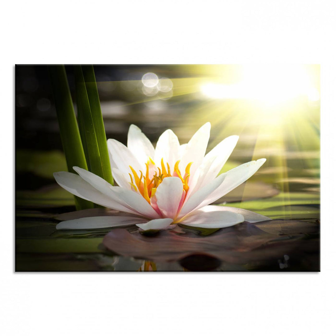 The Lotus Flower Wall Art Canvas Print showcases a white water lily with a yellow center floating gracefully in sunlight.