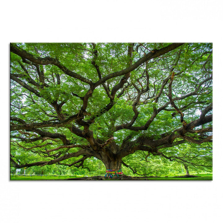 Oak Tree Wall Art Print, Forest Canvas Wall Art for Home and Office, Framed Angel Oak Tree Canvas Art Printing