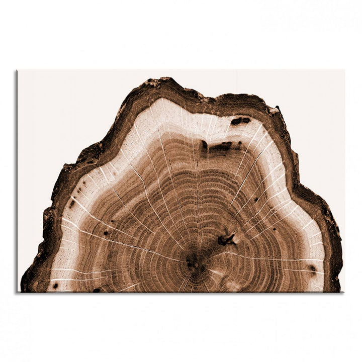 Close-up of the Rustic Wood Rings Wall Art featuring detailed tree rings and natural texture on a plain white background.