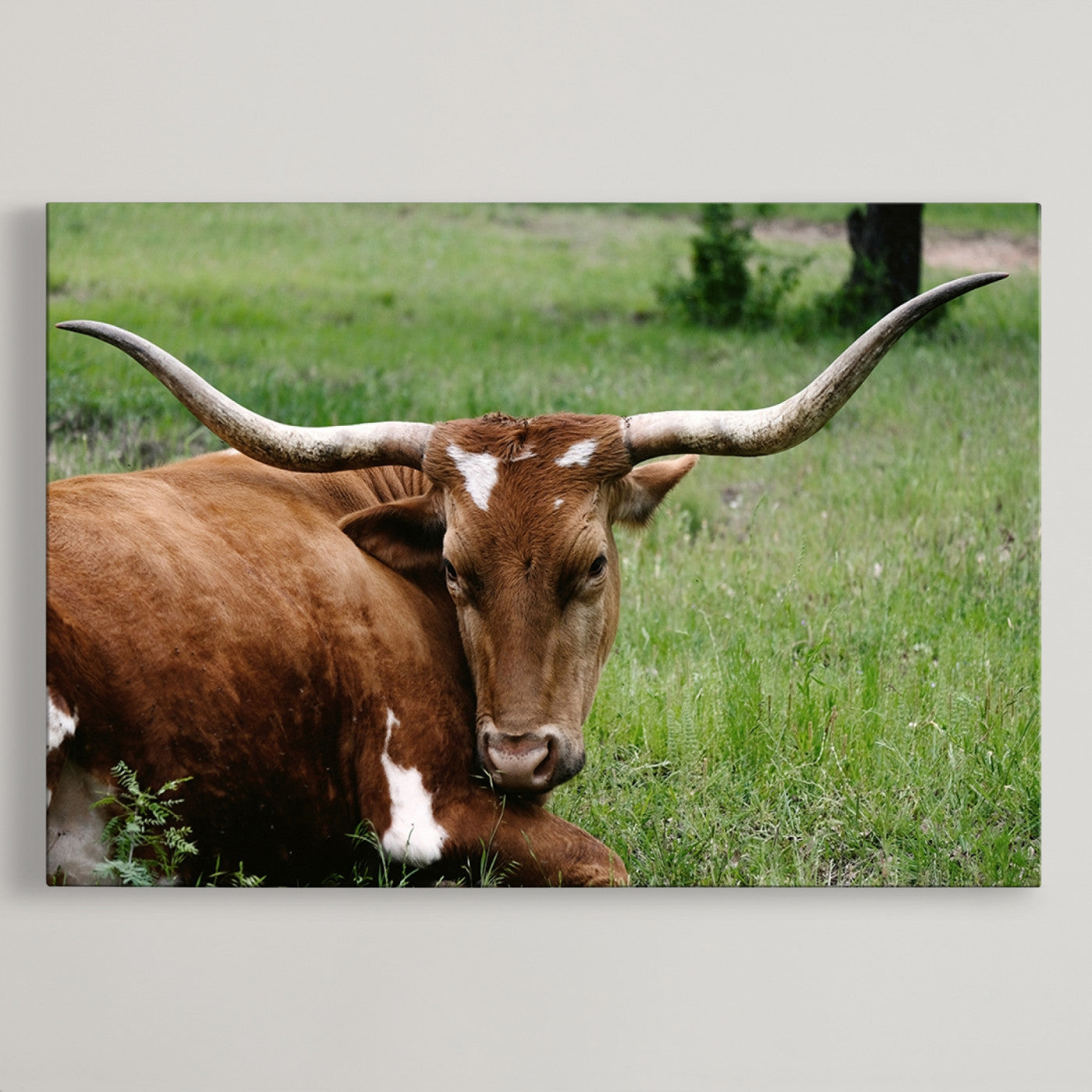 45997-MGV-CV-36X24-Longhorn Cow Animal Wall Art Canvas Print