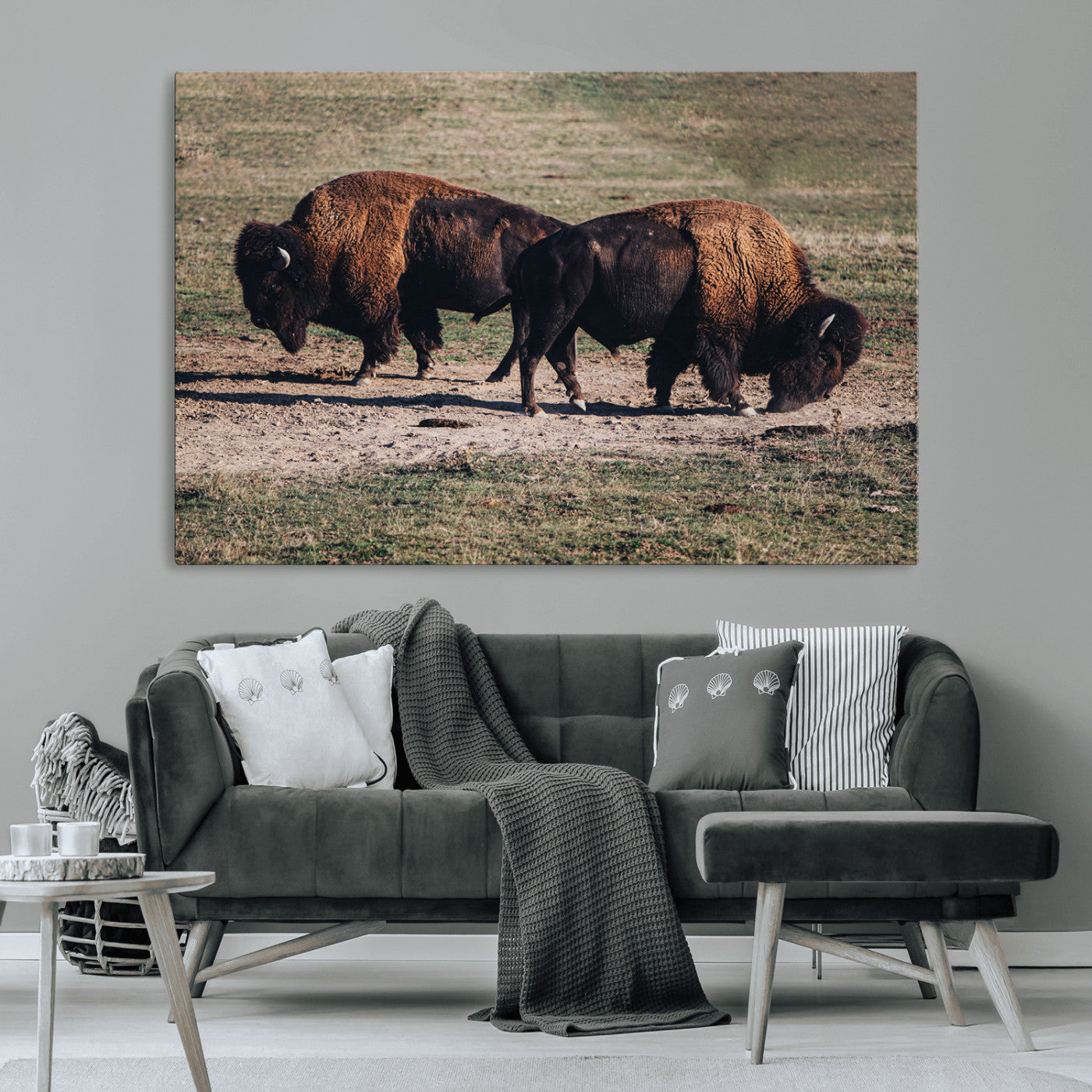 Two bison grazing in an open prairie with dry grass under the sunlight, creating a rustic and Western wildlife scene.