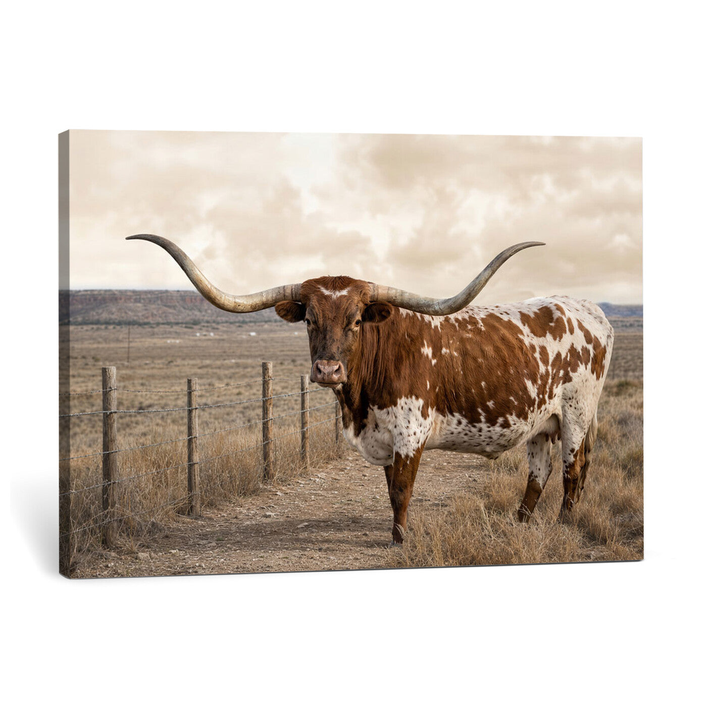 22808364-MGV-CV-36X24 - Texas Longhorn Cattle in Desert Pasture Wall Art Canvas Print - Rustic Western Decor