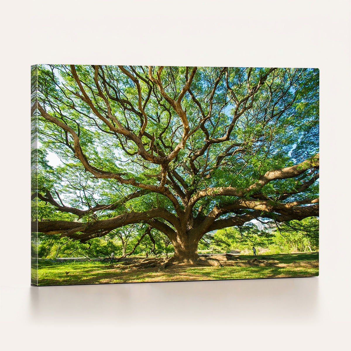 70569-MGV-CV-24X16 - Majestic Oak Tree Wall Art | Serene Nature Canvas Print with Spreading Branches