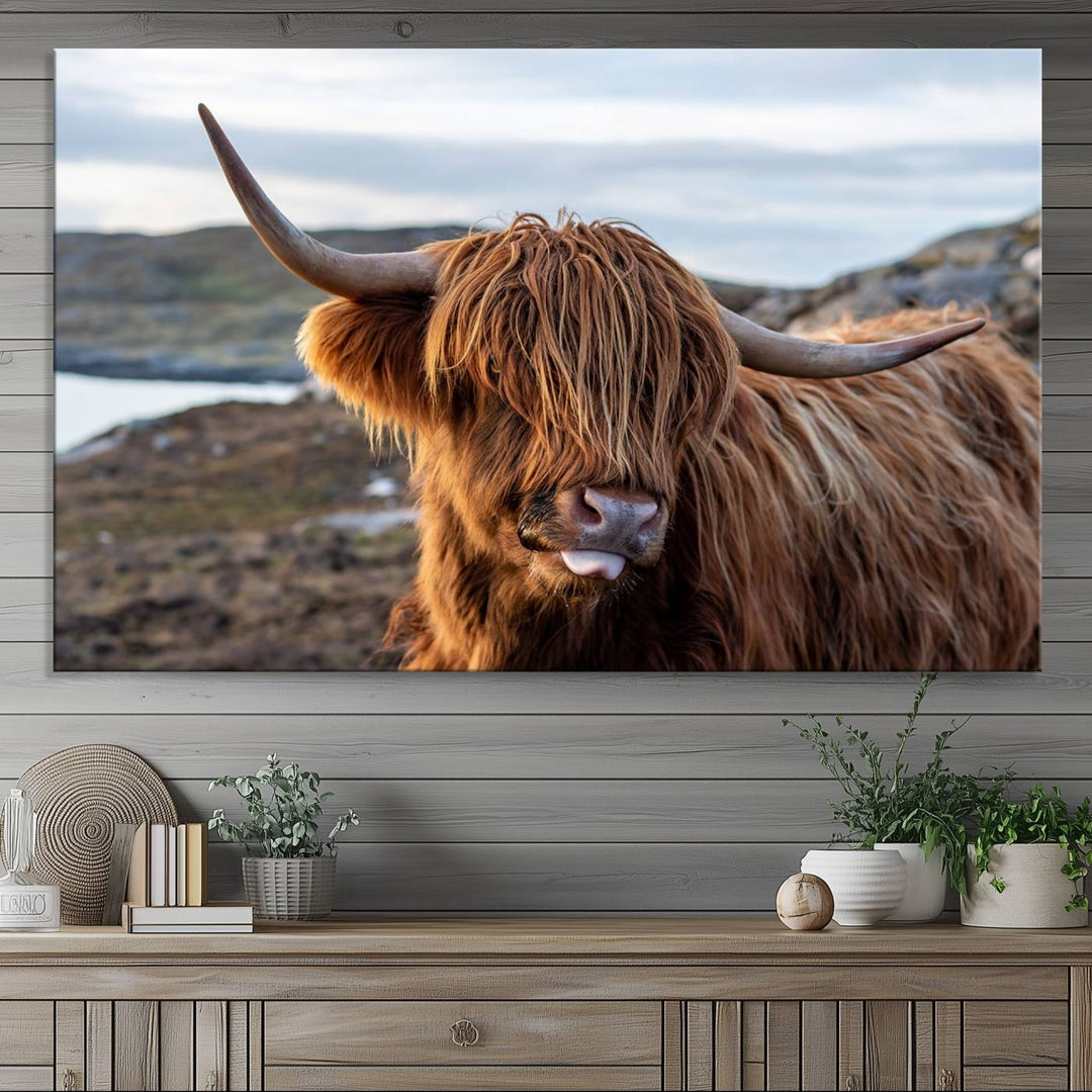 The Cuddly Highland Cow Canvas hangs, adding charm with its shaggy elegance.