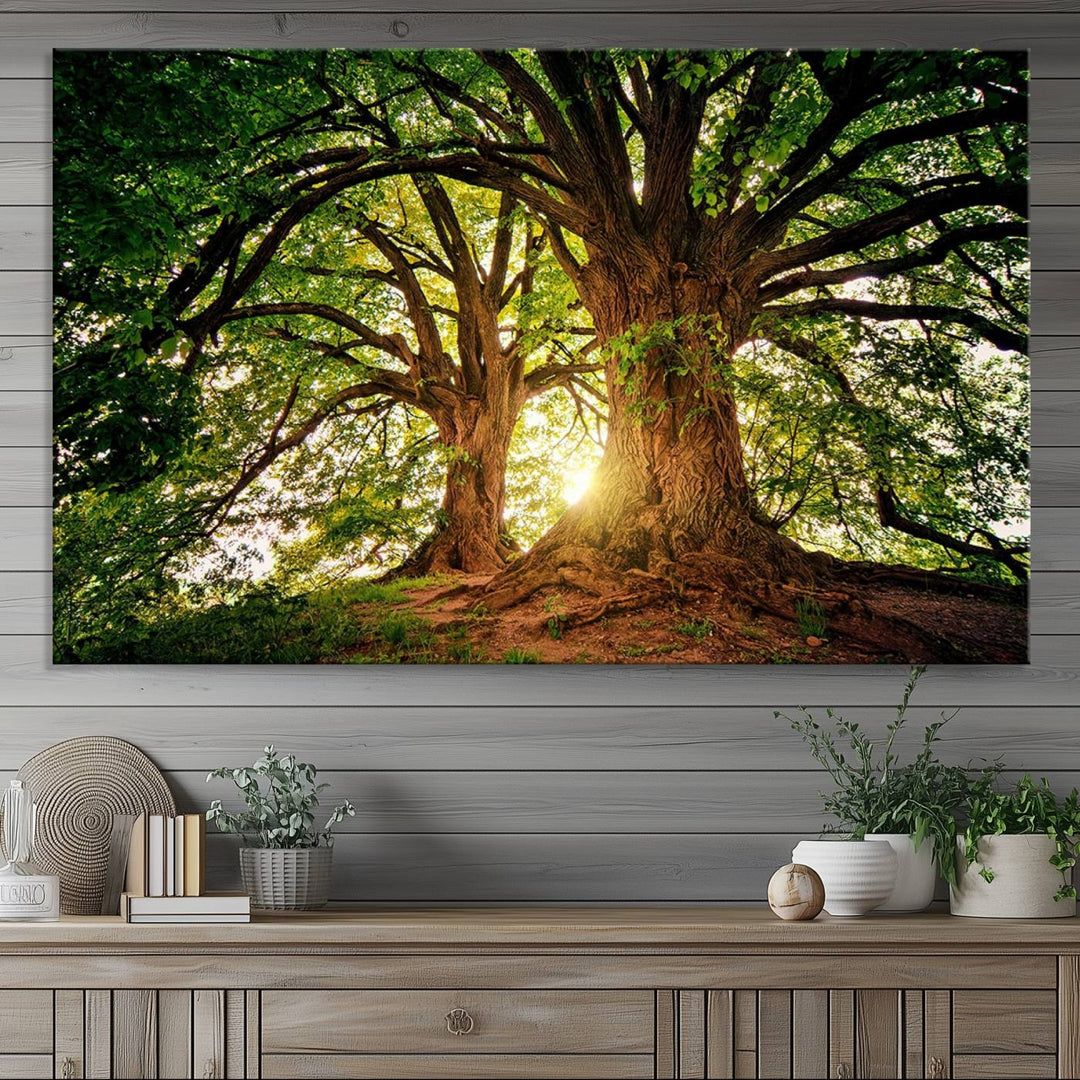 Majestic Ancient Tree Wall Art is illuminated by sunlit forest rays.