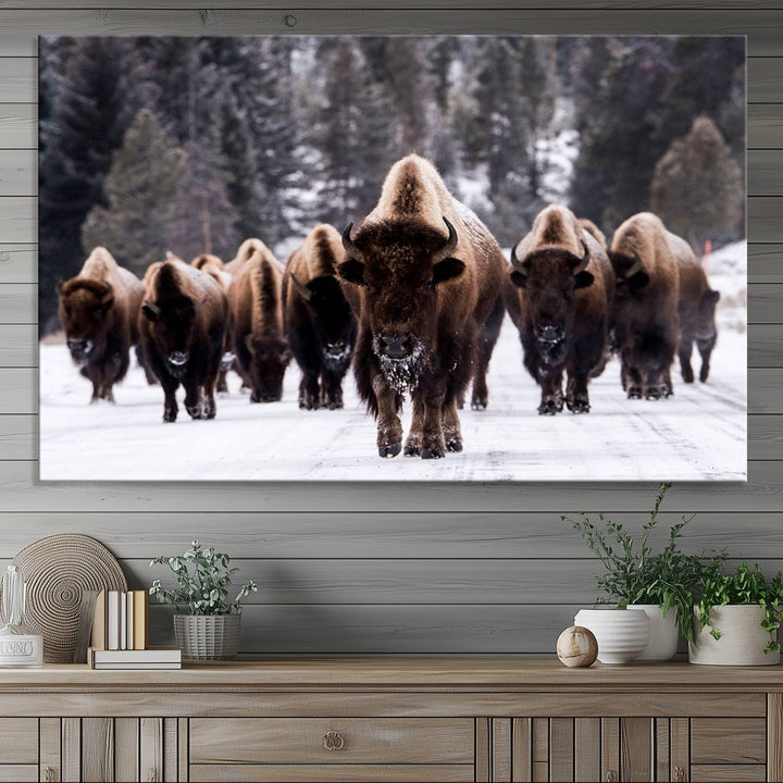 Bison Herd Canvas Wall Art.