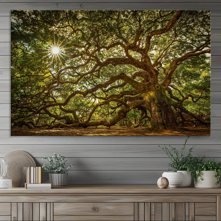 The Ancient Angel Oak Tree Art Sunburst Canvas Print, a framed triptych, serves as wall art.