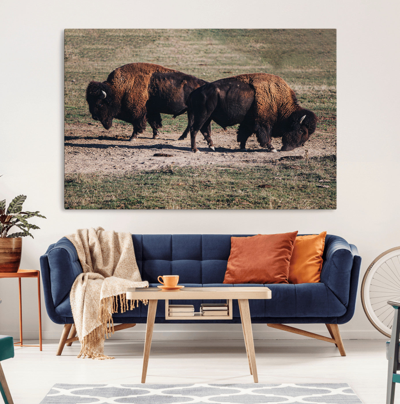 Two bison grazing in an open prairie with dry grass under the sunlight, creating a rustic and Western wildlife scene.