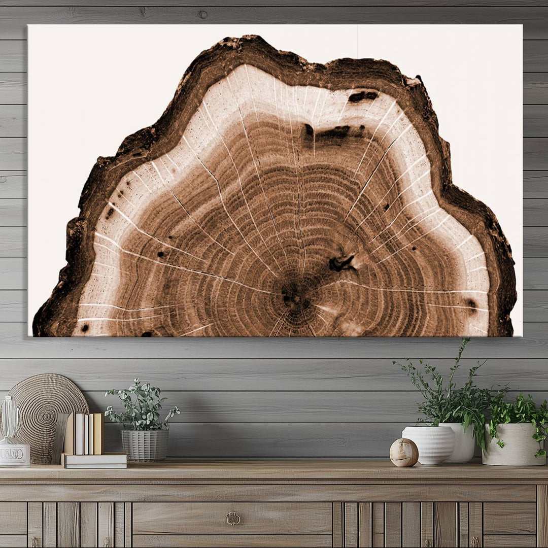 Close-up of the Rustic Wood Rings Wall Art featuring detailed tree rings and natural texture on a plain white background.