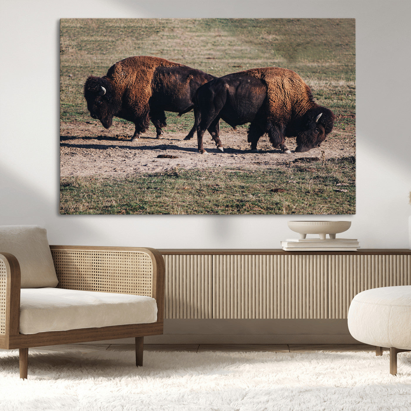 Two bison grazing in an open prairie with dry grass under the sunlight, creating a rustic and Western wildlife scene.