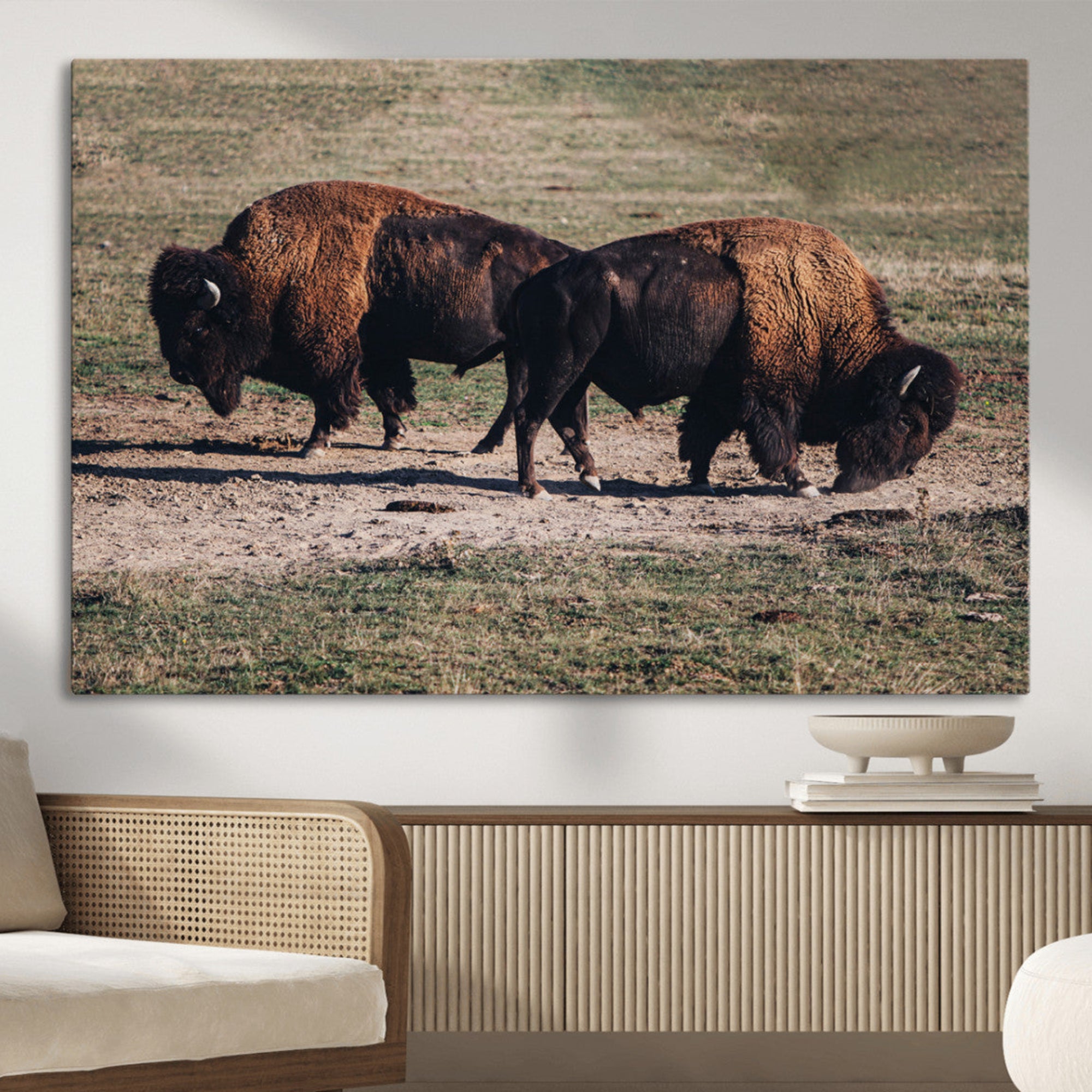 Two bison grazing in an open prairie with dry grass under the sunlight, creating a rustic and Western wildlife scene.