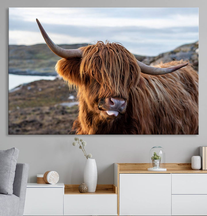 The Cuddly Highland Cow Canvas hangs, adding charm with its shaggy elegance.