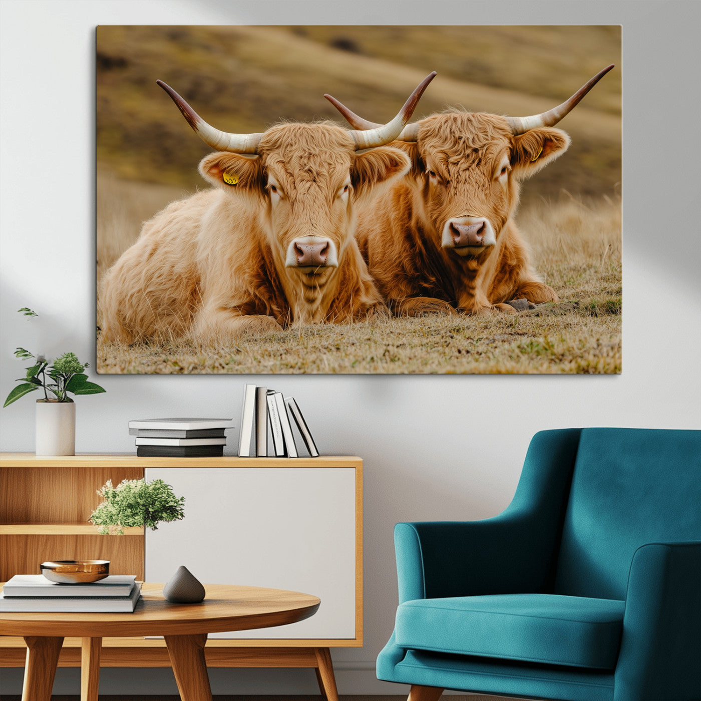 Two Highland cows resting on a golden field with soft focus hills, ideal for rustic farmhouse or cozy cabin style decor.