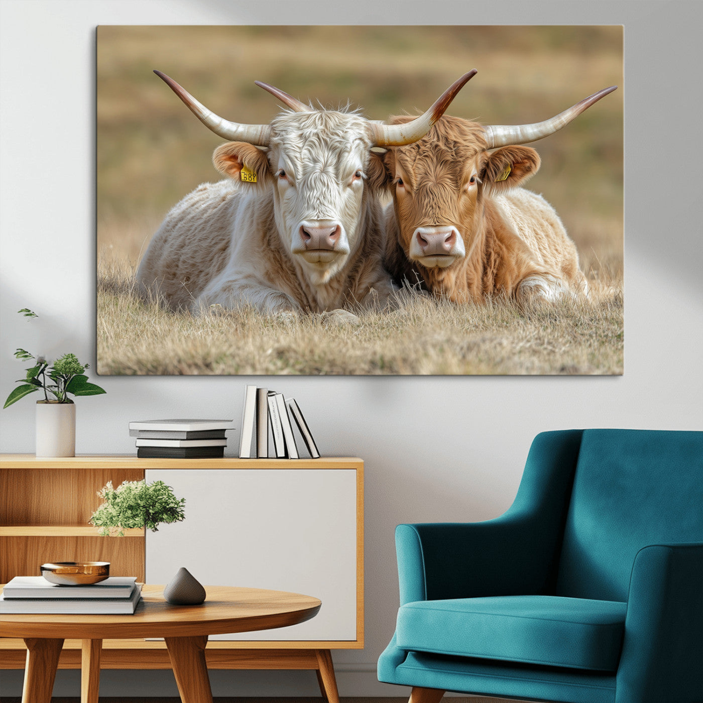 Two cows laying closely in a dry grassy field, captured in soft light, perfect for rustic farmhouse or western style home decor.