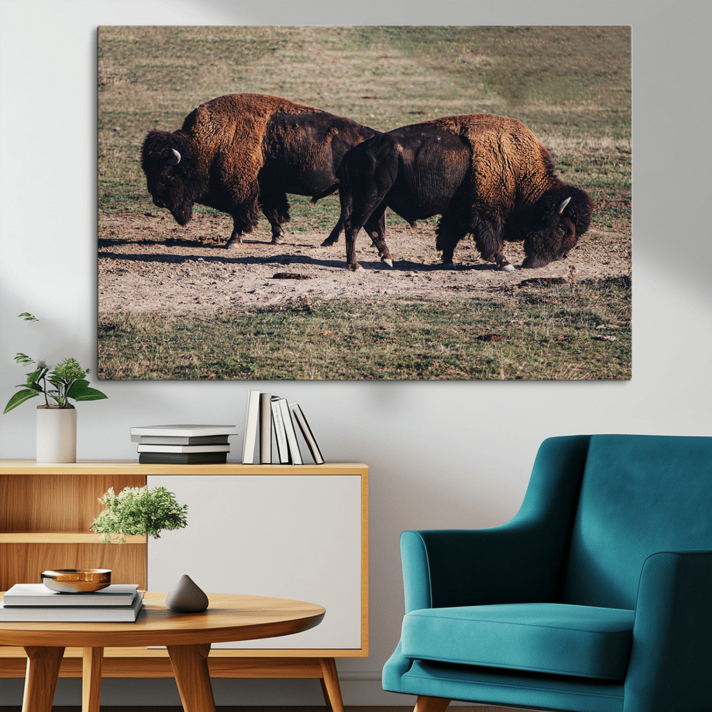 Two bison grazing in an open prairie with dry grass under the sunlight, creating a rustic and Western wildlife scene.