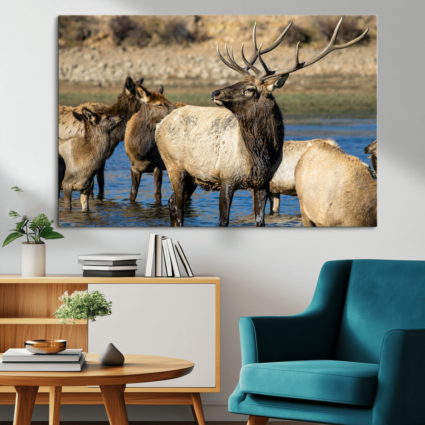 Group of elk standing in shallow water with dry rocky terrain in the background, showcasing wildlife in a natural setting for rustic decor.