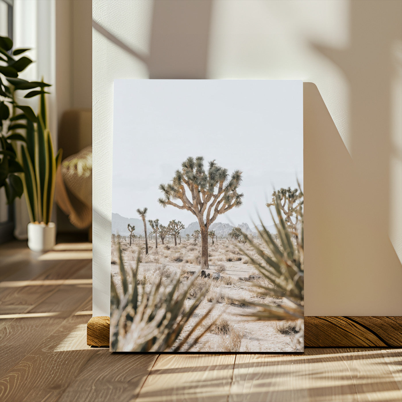 A wide desert landscape featuring multiple Joshua trees with spiky leaves and twisted branches, set against a pale sky and distant rocky hills. The foreground has blurred desert shrubs, emphasizing depth.