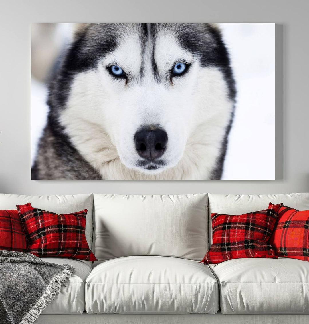 A captivating Winter Siberian Husky Wolf Blue Eyes Wall Art Canvas Print is displayed above.