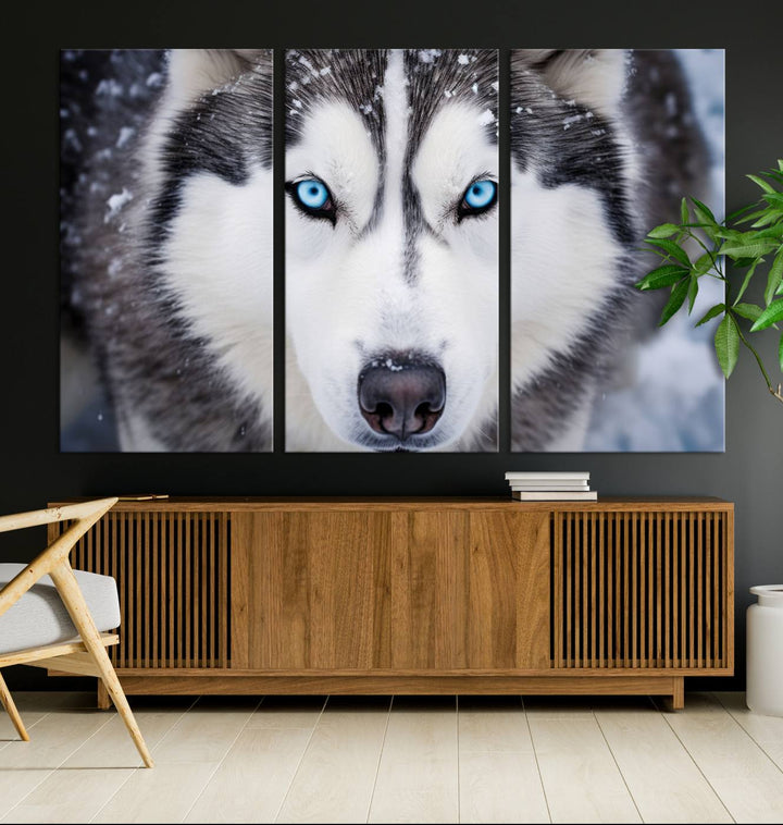 A large framed Winter Siberian Husky Wolf Wall Art Canvas Print, an exquisite piece of animal portrait decor, hangs prominently on the wall.