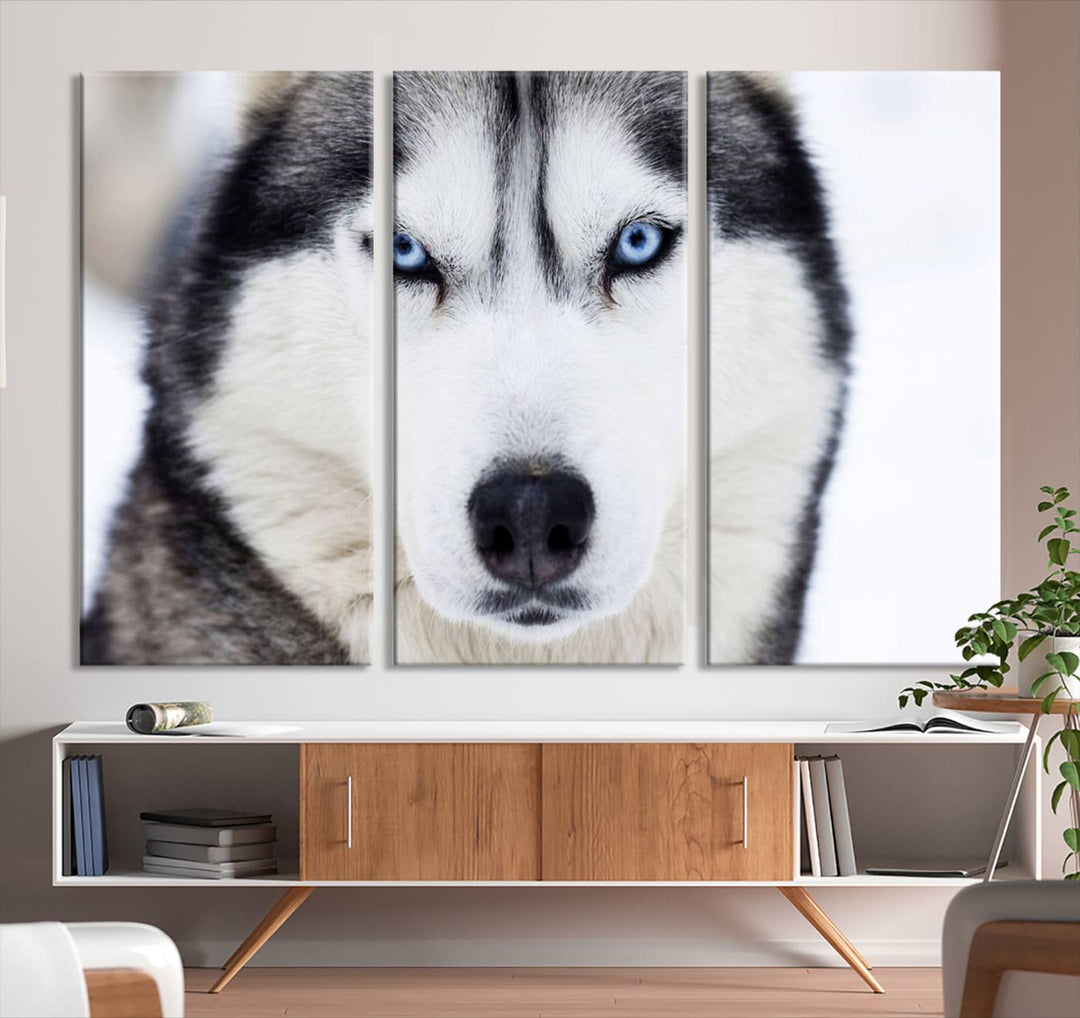 A captivating Winter Siberian Husky Wolf Blue Eyes Wall Art Canvas Print is displayed above.