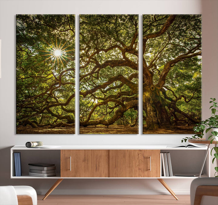 Ancient Angel Oak Tree Sunburst Wall Art - Nature-Inspired Triptych Canvas Print, Framed, Ready to Hang