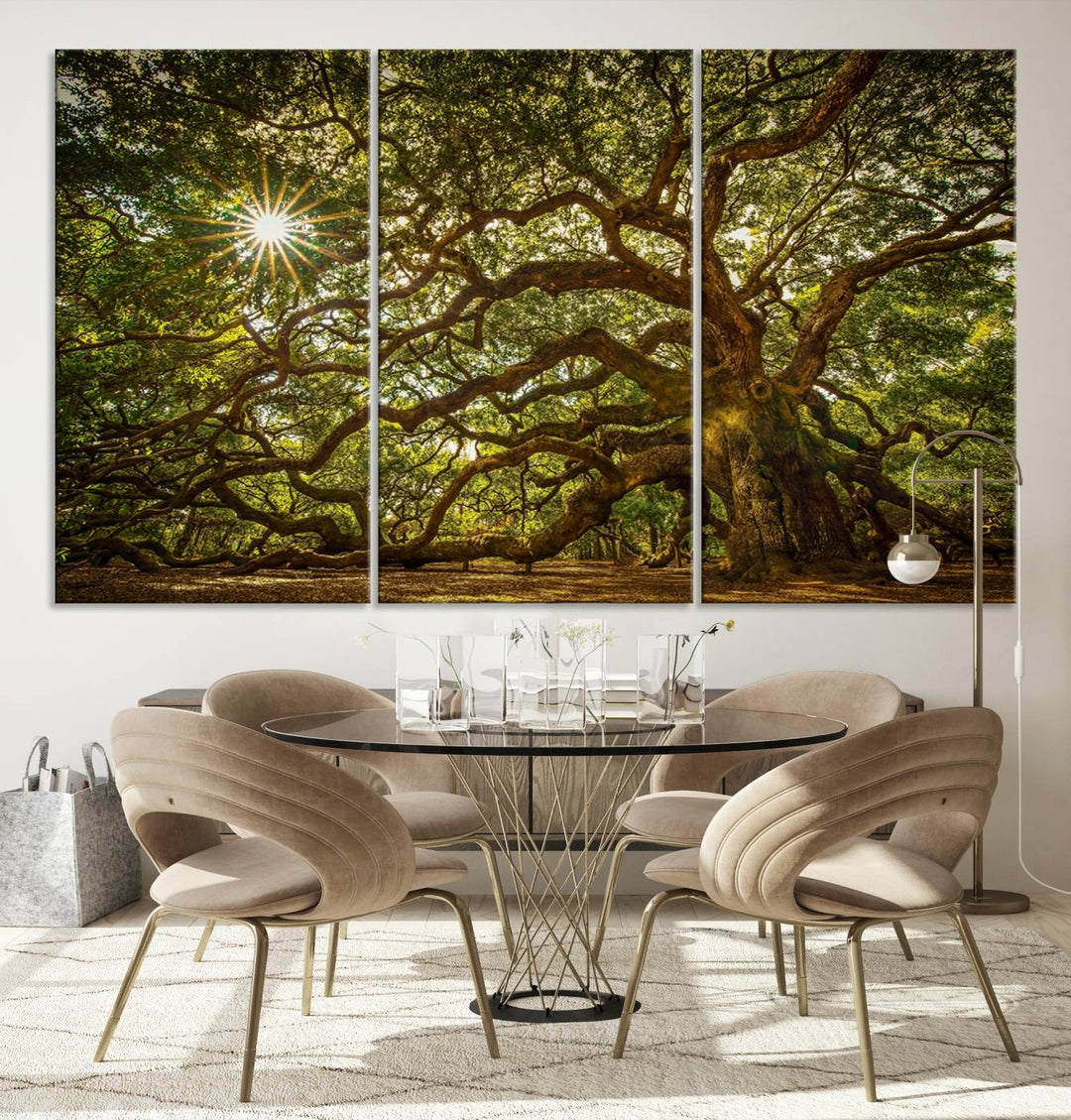 Ancient Angel Oak Tree Sunburst Wall Art - Nature-Inspired Triptych Canvas Print, Framed, Ready to Hang