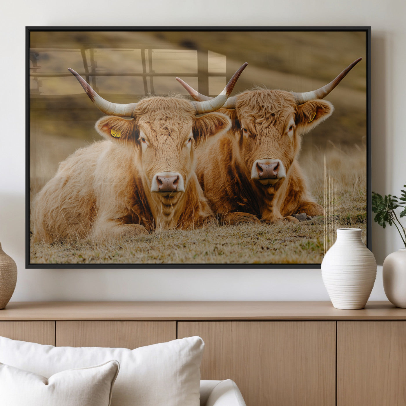 Two Highland cows resting on a golden field with soft focus hills, ideal for rustic farmhouse or cozy cabin style decor.