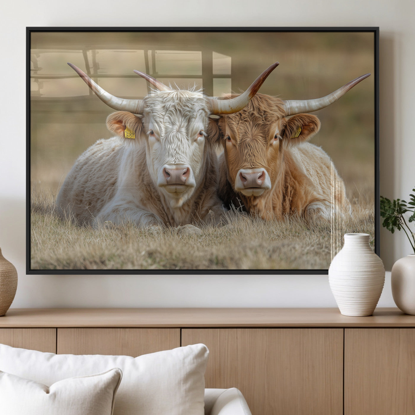 Two cows laying closely in a dry grassy field, captured in soft light, perfect for rustic farmhouse or western style home decor.